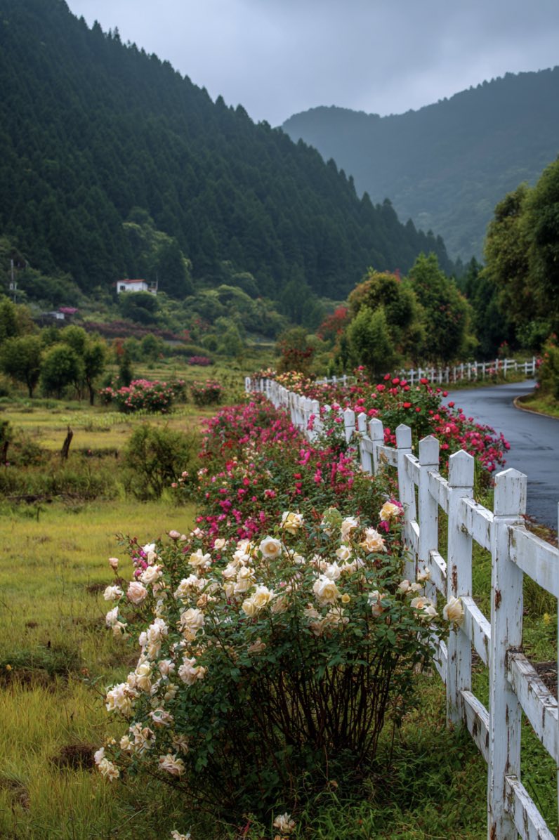White Fence with Vibrant Roses and Scenic Mountain View