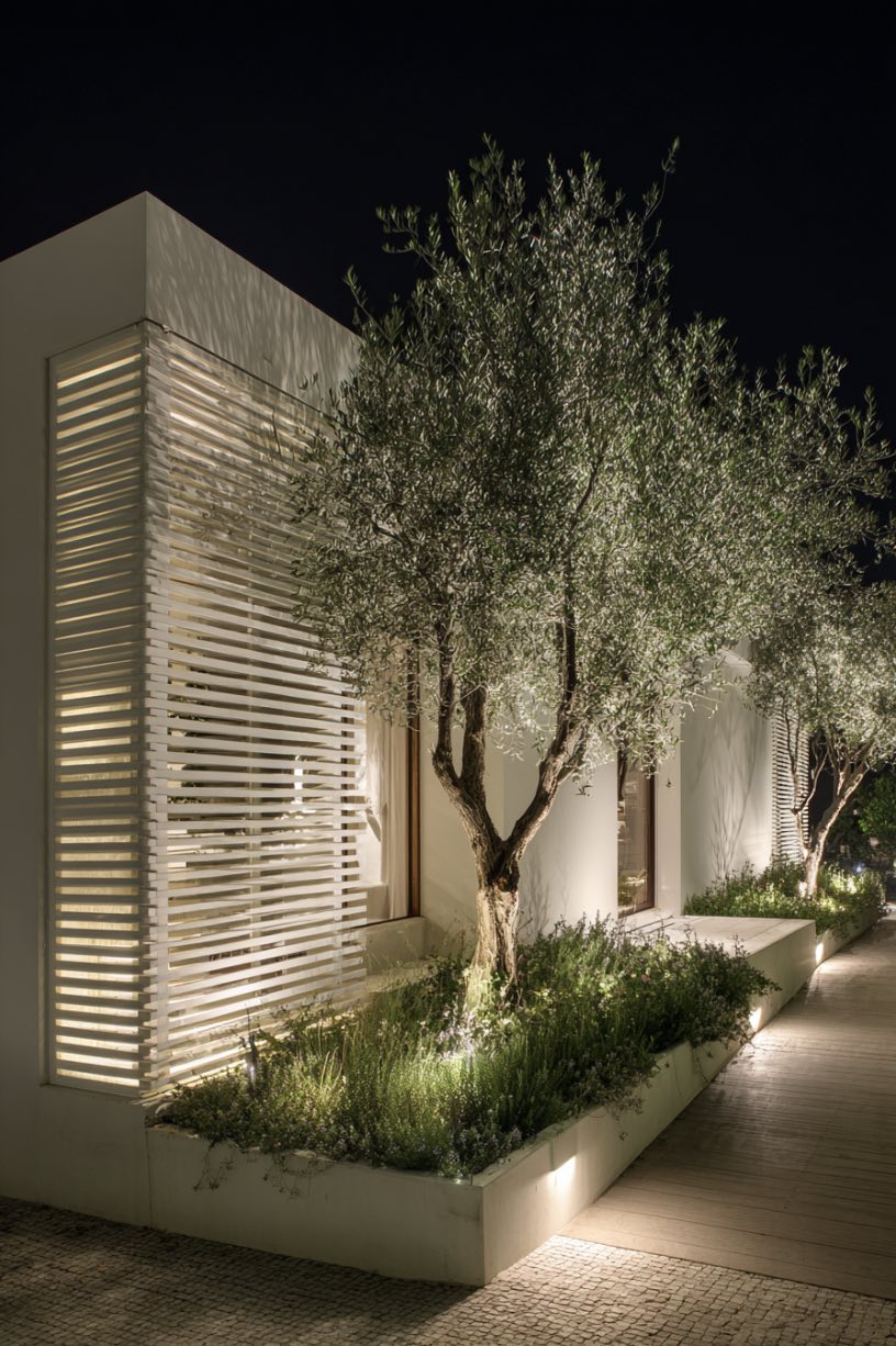 Olive Tree Glow in a Modern Garden